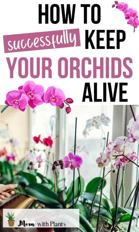 good morning orchid|Beginners Guide to Orchid Care: Tips You Need to。